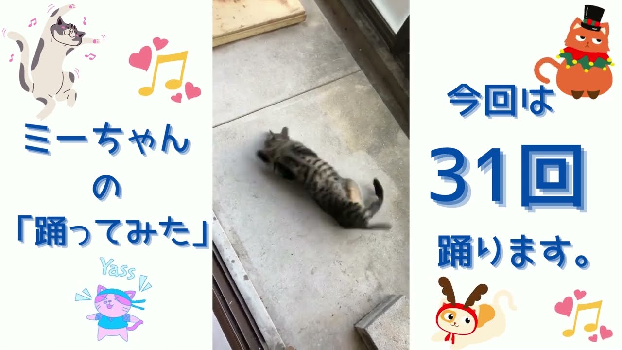 【日本猫のミーちゃん】「踊ってみた」31回踊る♡