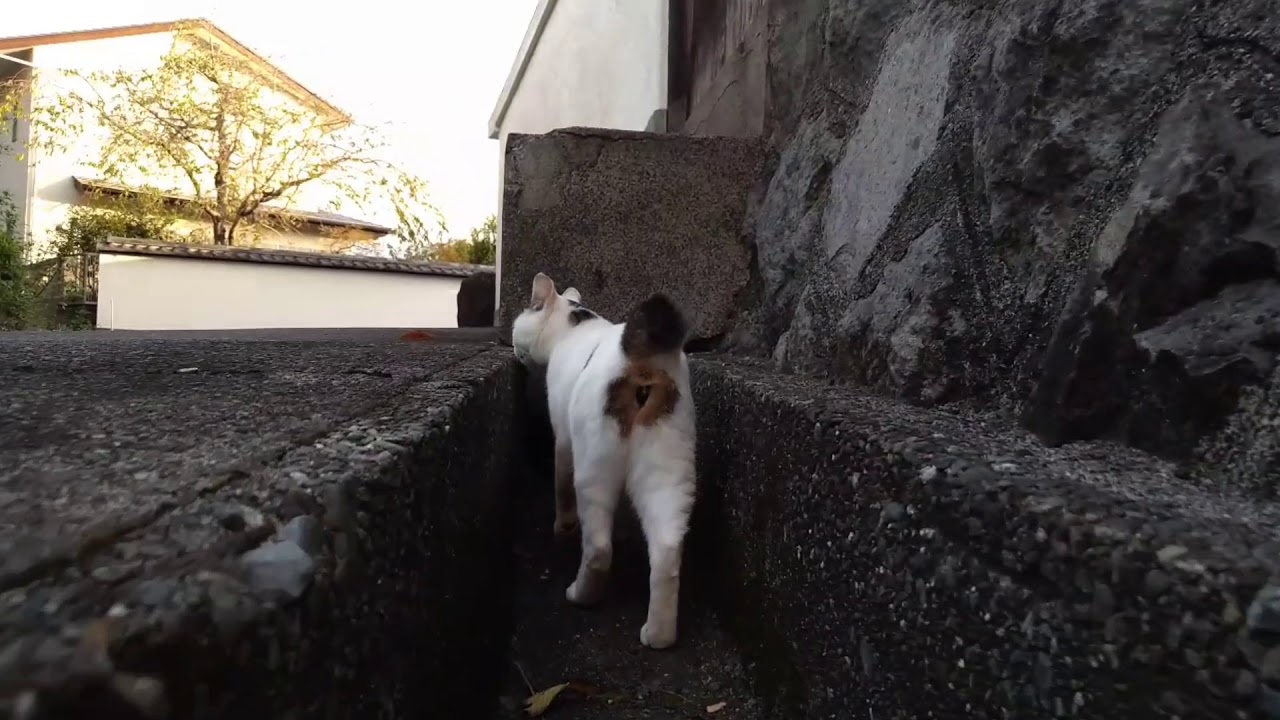 【さんぽねこ】ミッキー！ミニー！いるかニャン