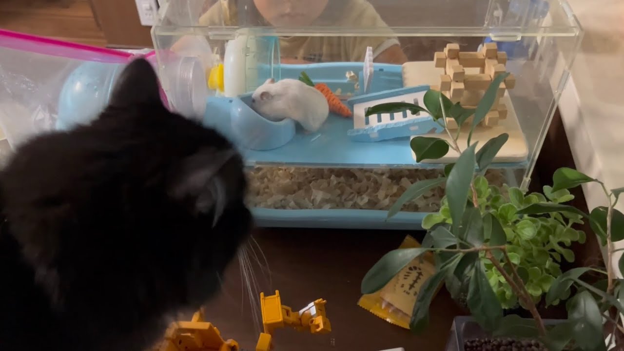 ハムスターと同居可能な猫　ラガマフィン　Cats that can coexist with hamsters