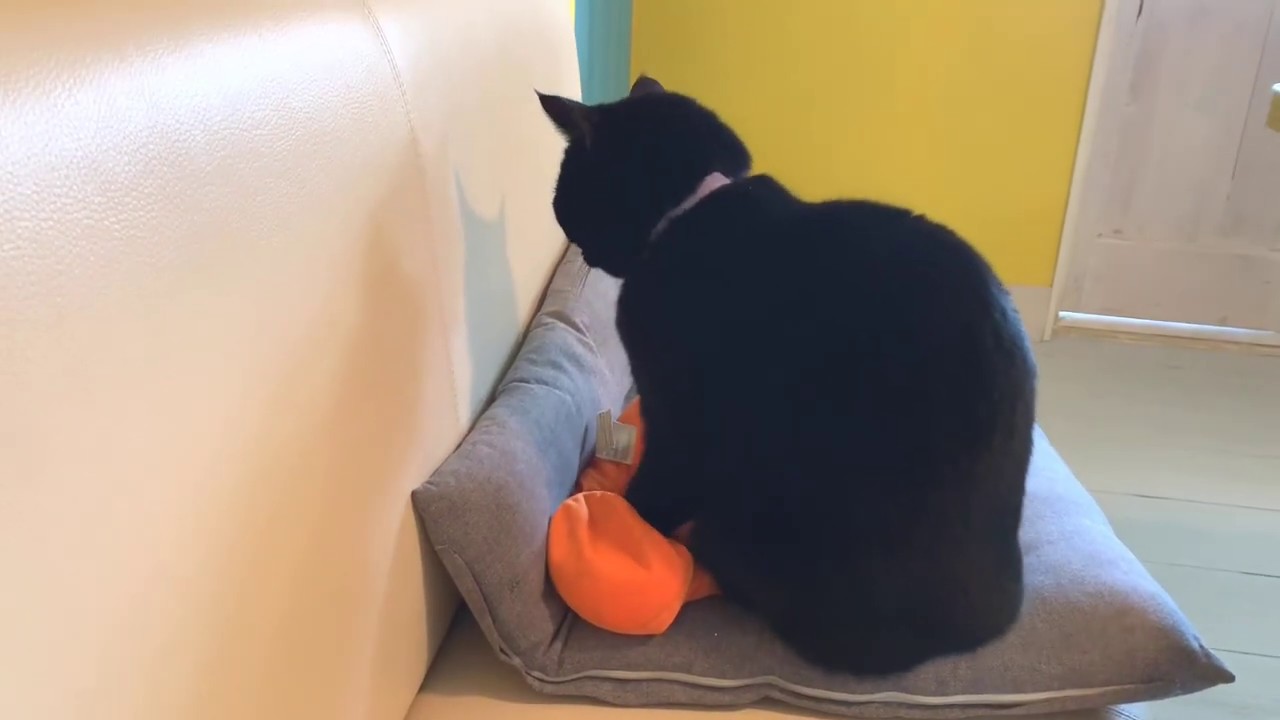 4匹黒猫ボンベイファミリーのにぎやかな1日