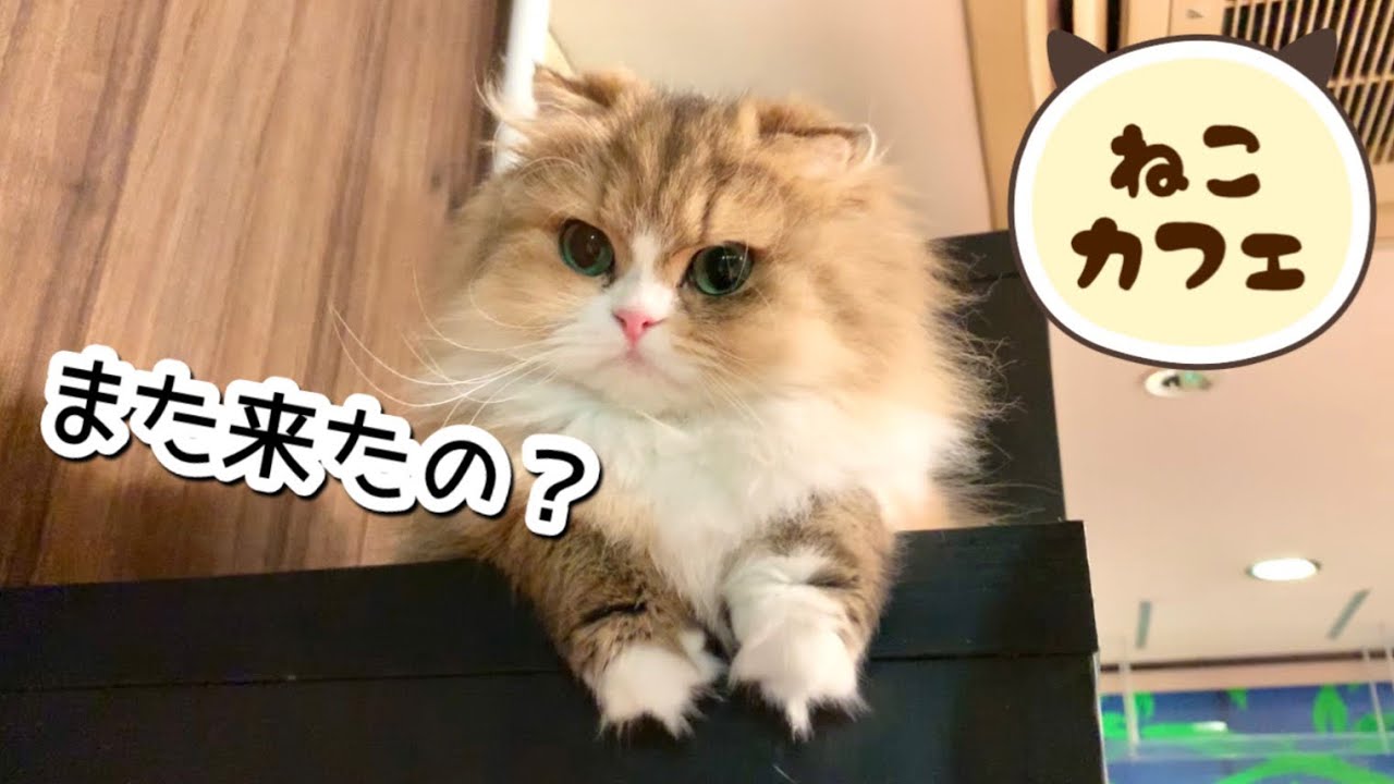 猫カフェスタッフ11匹の紹介