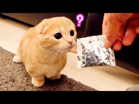 生まれて初めてのまたたびに興奮する子猫たち...【マンチカン】