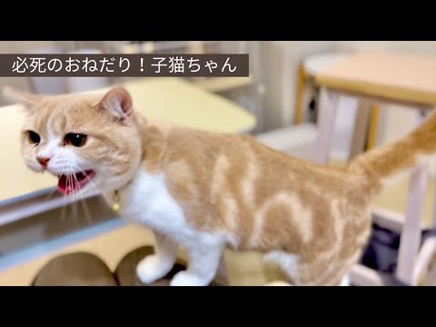 おやつ「もっとくれ」アピールがしつこい子猫ちゃん【スコティッシュフォールド】My kitty begged for a treat again and again!