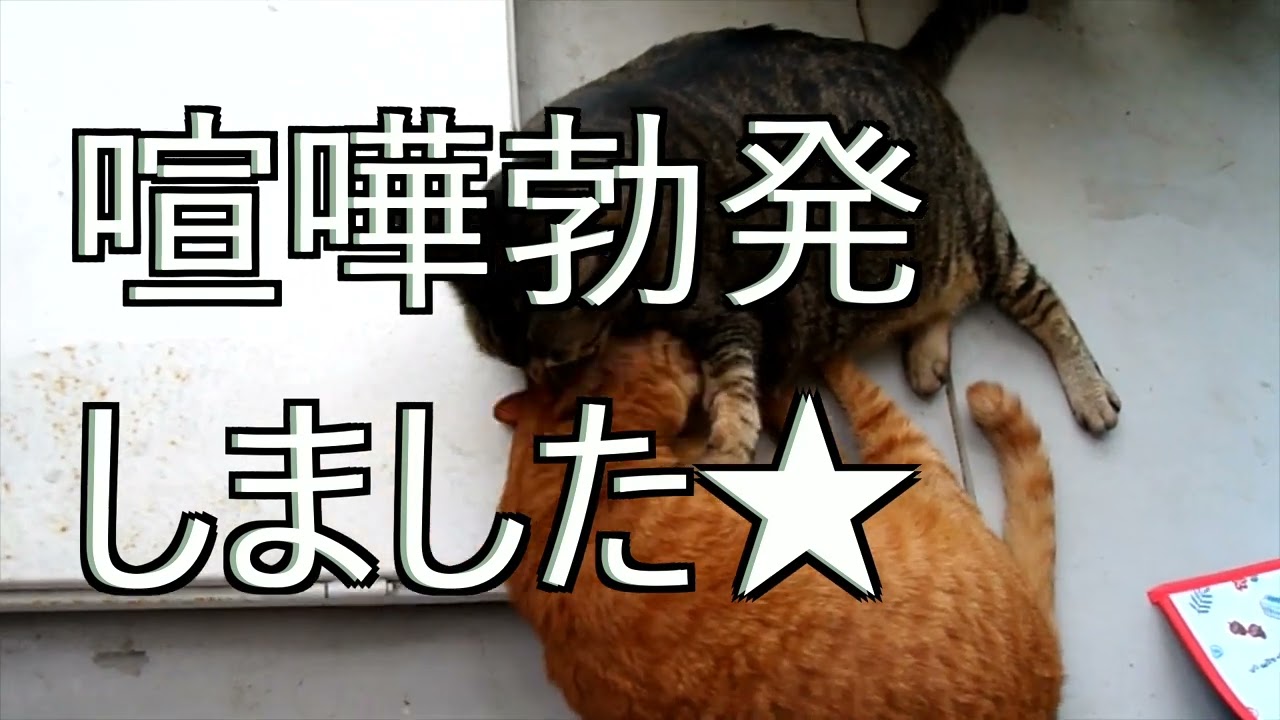【喧嘩】癒しの猫動画を撮影中、喧嘩勃発❕★【日本猫のにゃらんとギンジ】
