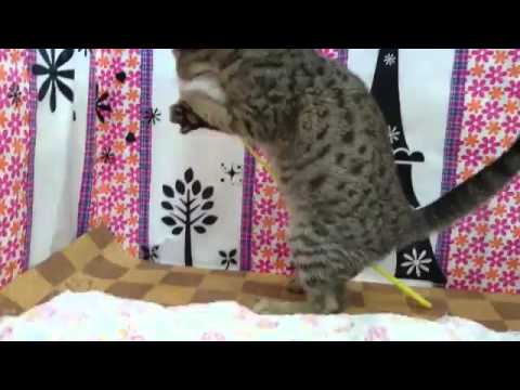 ペットショップＣＯＯ＆ＲＩＫＵ　№267639オシキャット