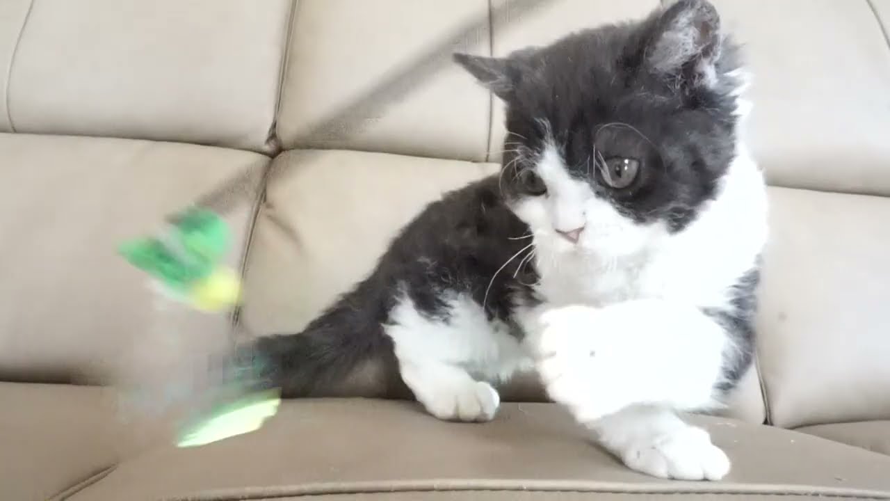 セルカークレックス子猫　2022.７.23産まれ　ブラック＆ホワイト　男の子　シーダキャット猫のお店