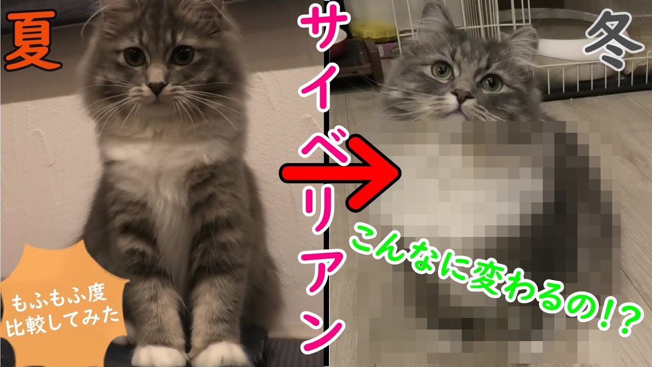 驚くほど変化する！！サイベリアンの夏と冬のもふもふ度比較してみた／Difference between Siberian summer and winter【サイベリアンのラフィ#64】