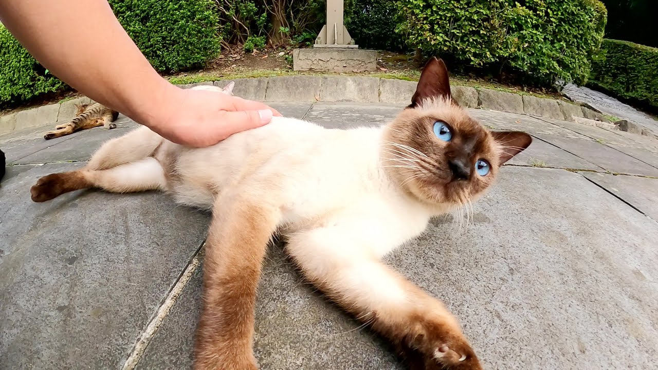 シャム猫とキジトラ猫の軍団が人間を取り囲むようにしてくつろぎはじめた