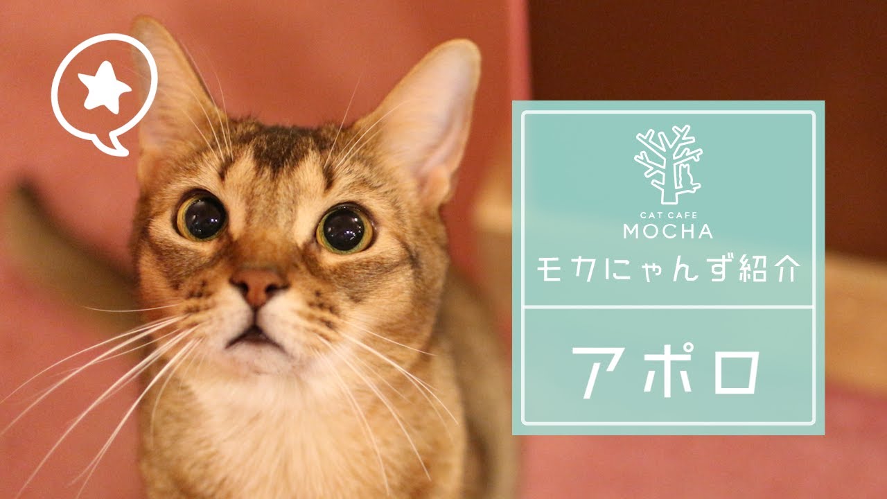アポロ（アビシニアン♂）名古屋栄店