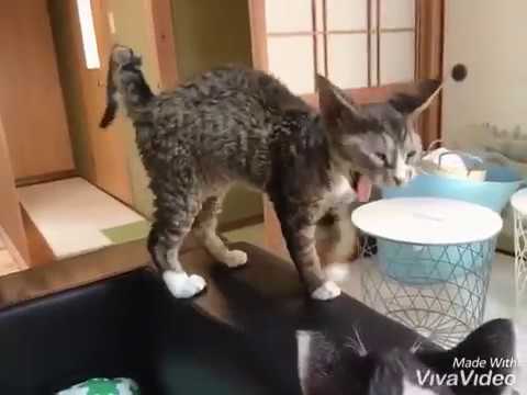 【ニュージーランド生まれのデボンレックスの男の子】