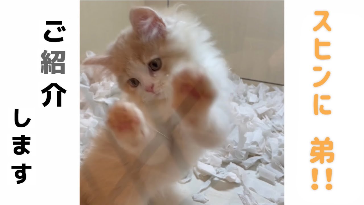 2匹目子猫がやってきた【ラガマフィン】【スコティッシュフォールド】