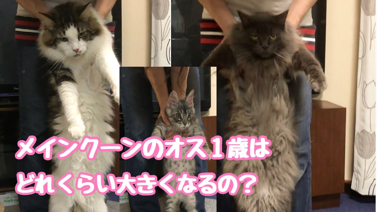 メインクーンのオス♂1歳はどれくらい大きくなるの？№109 How big will a maiie of Maine Coon be 1 year old?