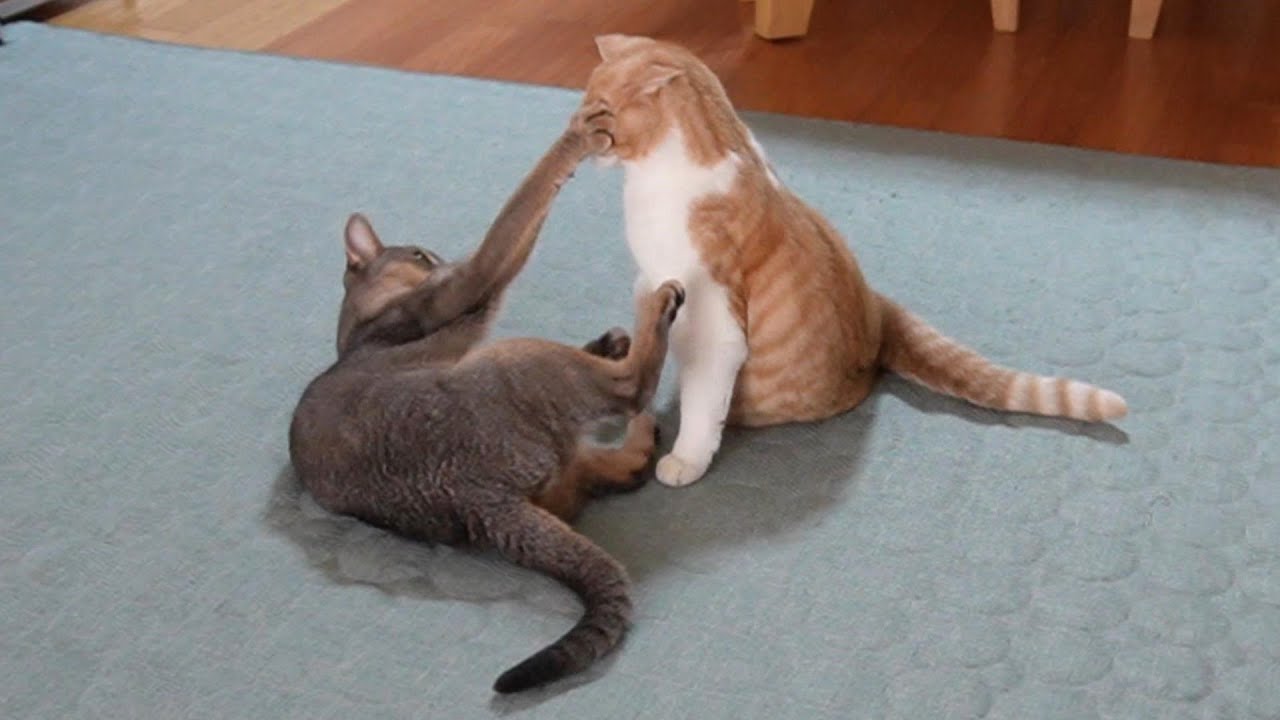 動画投稿頻度が低くなっていることについて...【スコティッシュフォールド】【アビシニアン】