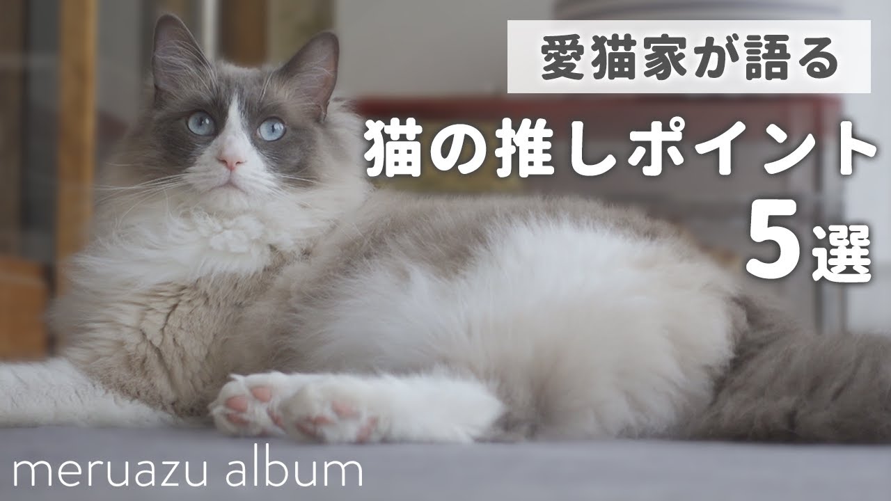 ラグドールの魅力とは？愛猫家が語る推しポイント5選