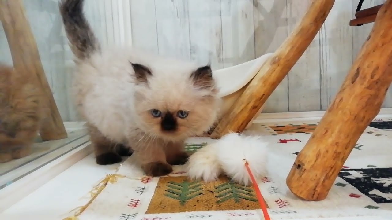 ヒマラヤン　女の子　2022/10/10生まれ