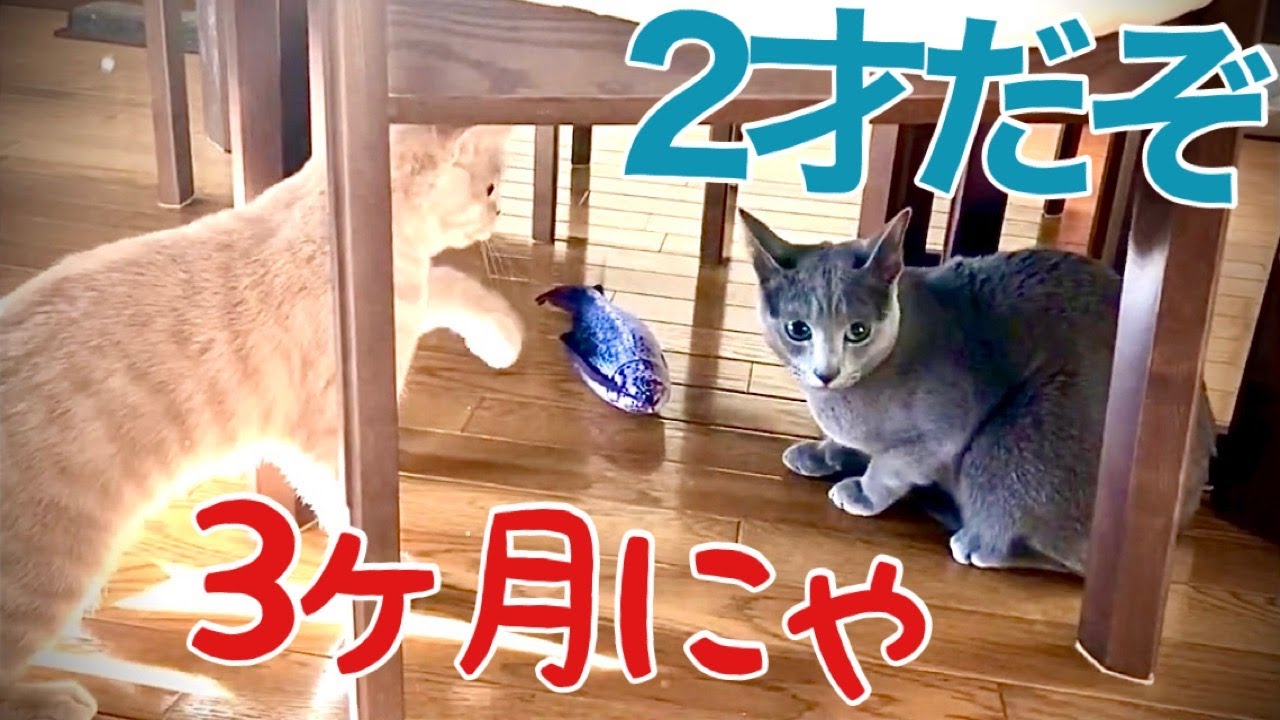 ブリショーとの比較Ⅱ~兄貴っぽくない猫【ロシアンブルー】