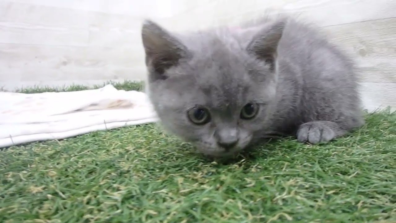 00601125 ブリティッシュショートヘアー