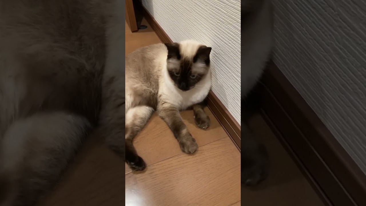 【シャム猫】お手をする猫、おこげ。頭脳明晰。衝撃の映像がこちら(;ﾟДﾟ)
