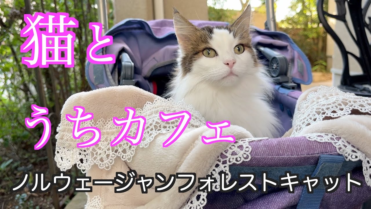 【猫とうちカフェ】ノルウェージャンフォレストキャット5匹と暮らす我が家の生活