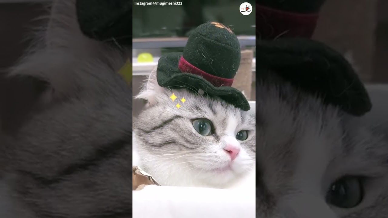 癒し系のマンチカン😽 まん丸おめめの「こまるちゃん」って知ってる😻 #Shorts