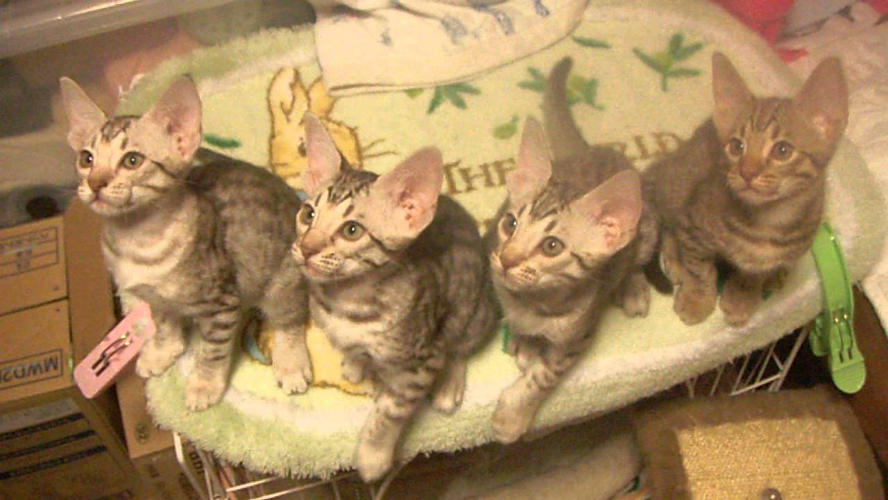 オシキャット子猫のシンクロ！