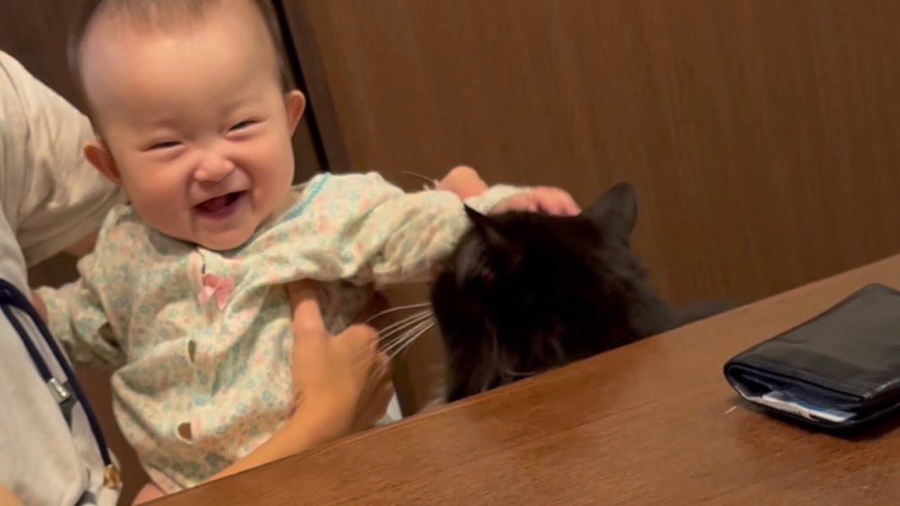 頭を撫でさせて赤ちゃんを笑顔にする猫　ラガマフィン　A cat that strokes its head and makes a baby smile