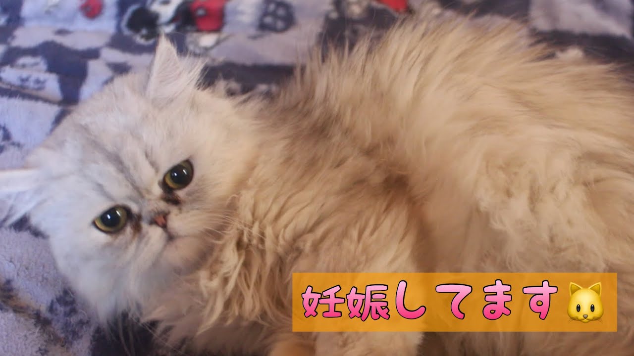 ペルシャ猫 ルピシアは妊娠しています❗️【生まれてくる子猫について】