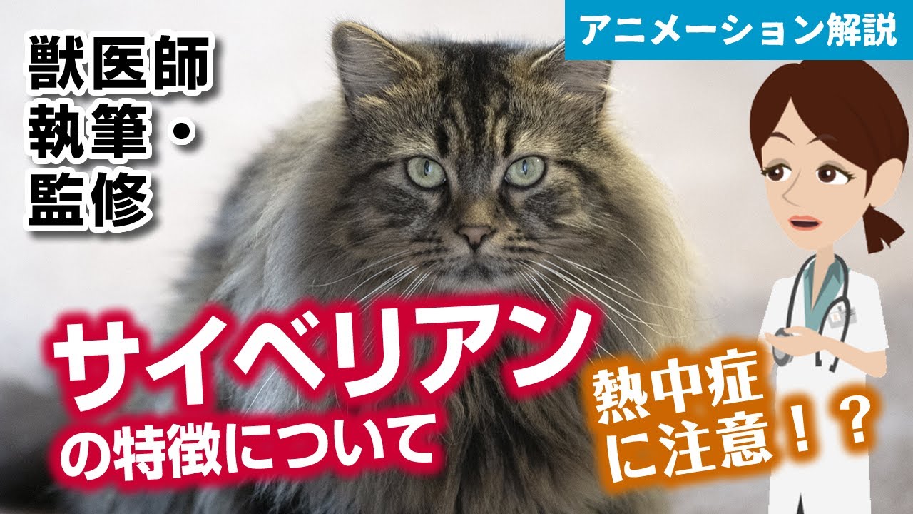 サイベリアンの特徴や気を付けたい病気など【獣医師執筆監修】