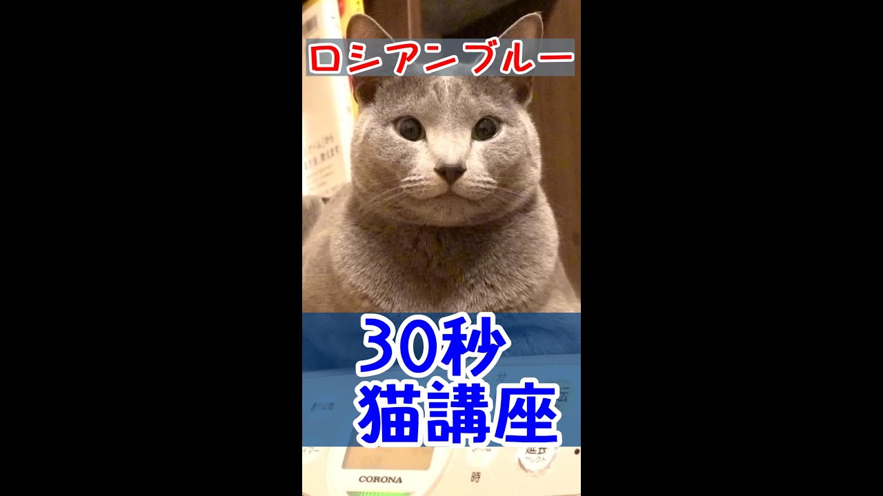 30秒でわかる猫の知識はコチラです【ロシアンブルー】#Shorts