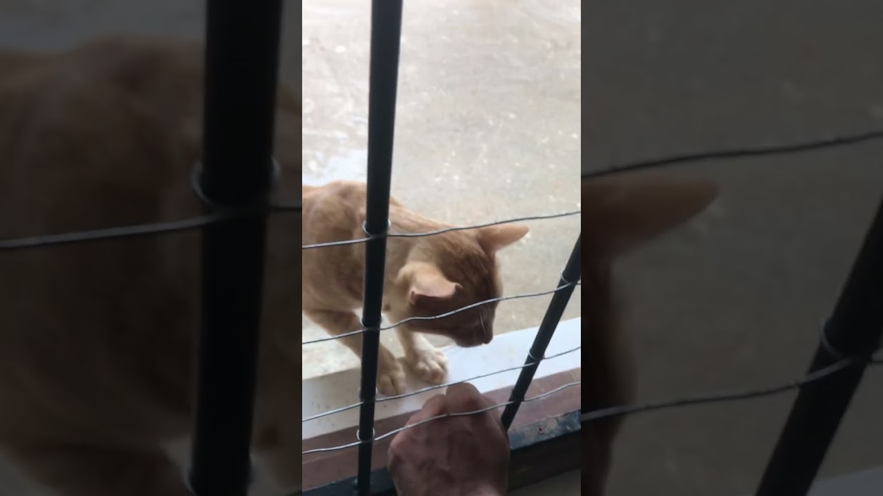 golden brown cat ♥️🤩