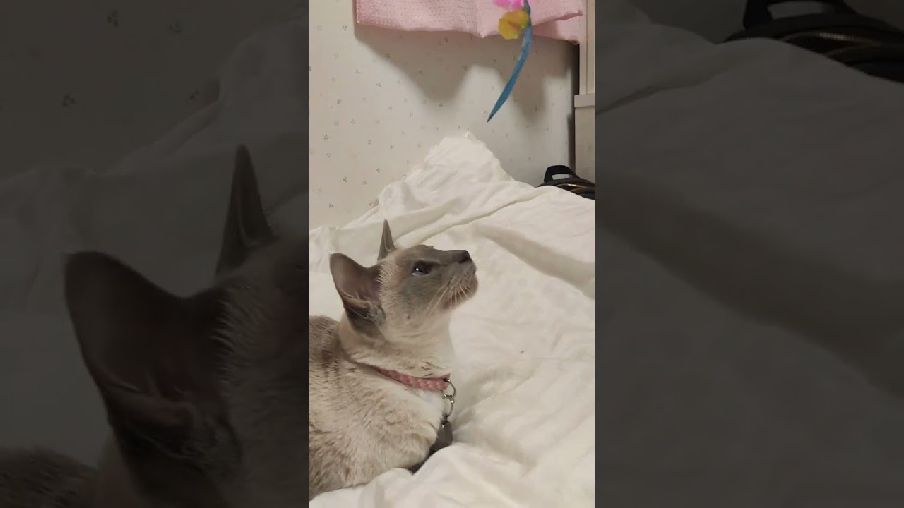 #shorts 【シャム猫】猫じゃらしに、クラッキング