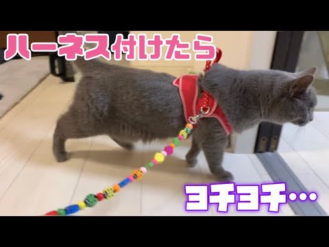 【シャルトリュー】久しぶりにハーネス付けたら…www