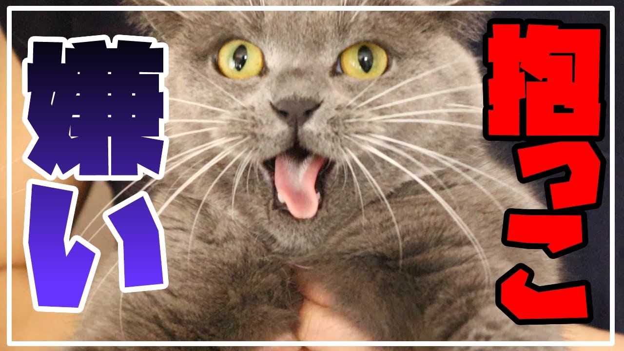 抱っこ嫌いな猫はこうなります【シャーで威嚇】