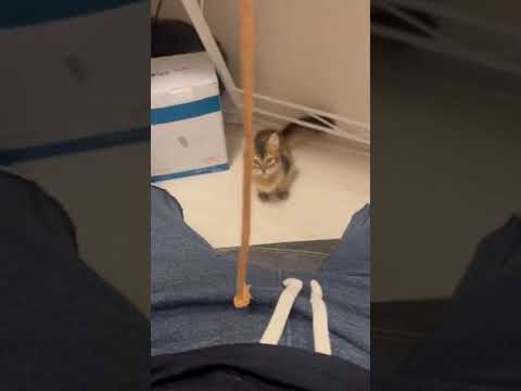 #猫動画 #ソマリ #shorts