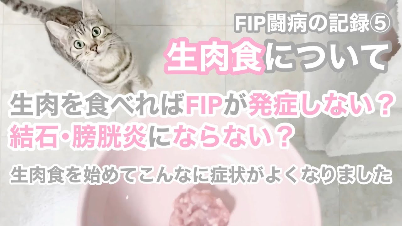 シルバーベンガルのFIP闘病の記録⑤ 生肉食について