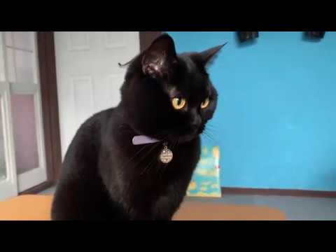 かわいい黒猫ベニス☆まん丸ベニス☆4匹黒猫ボンベイファミリーのにぎやかな1日