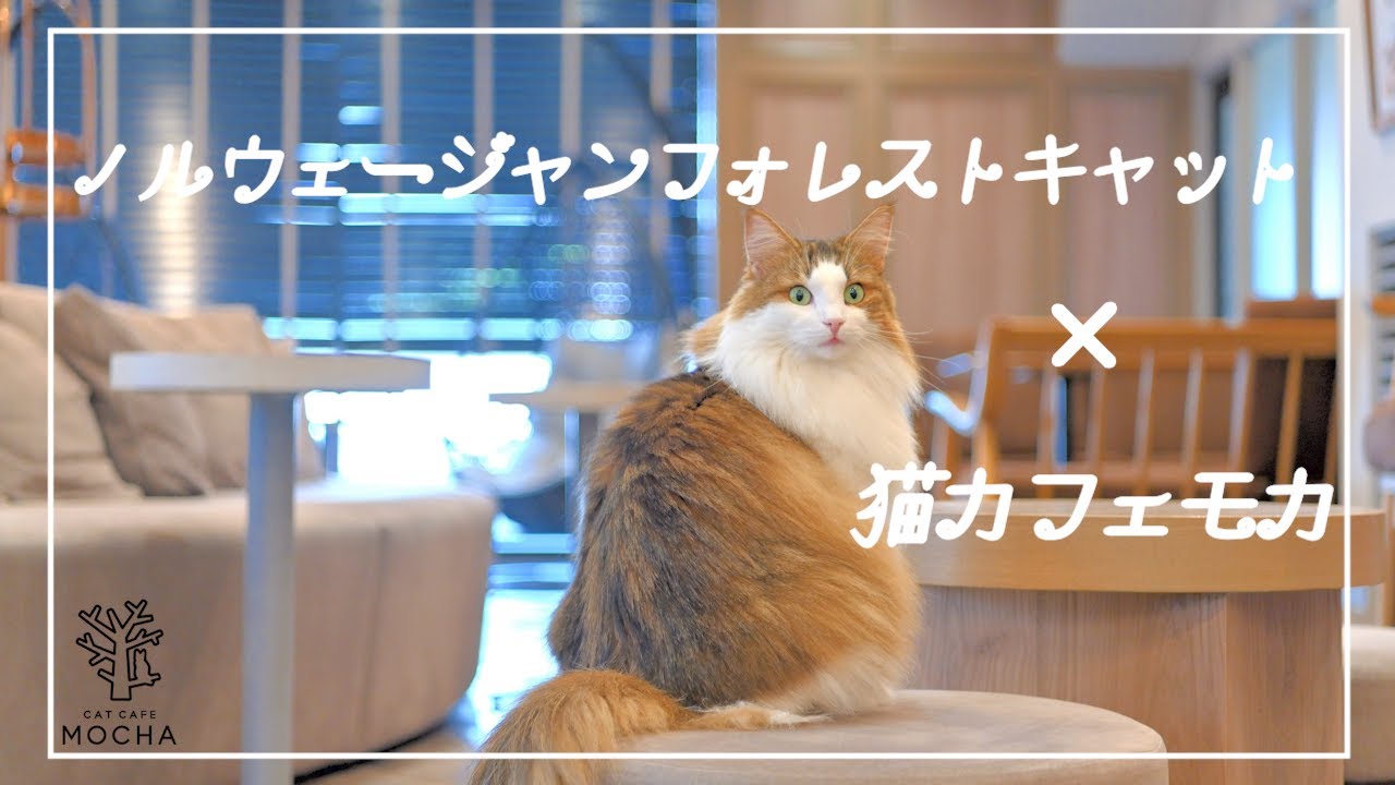 長毛の人気猫種『ノルウェージャンフォレストキャット』×『猫カフェモカ』魅力紹介