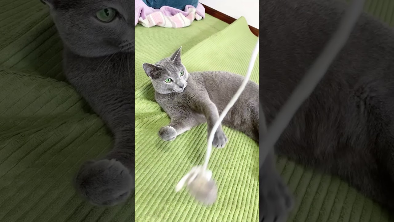 やる気の無いロシアンブルーの過ごし方　lazy day #shorts