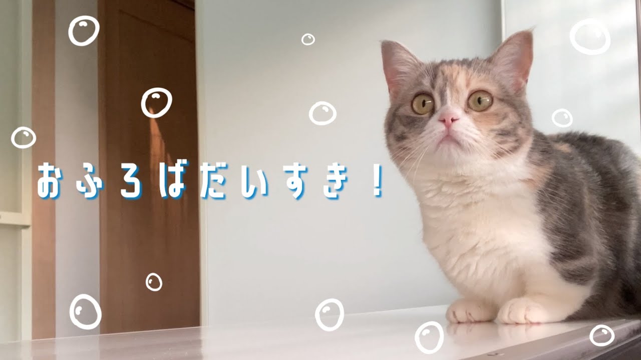 お風呂場でおさんぽ♪【短足マンチカンすい】