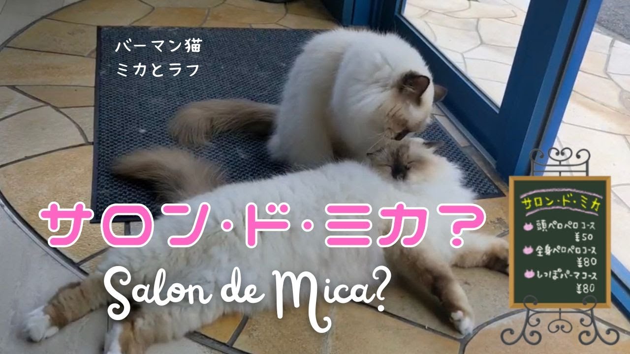 バーマン猫ミカは美容師？【サロン・ド・ミカ？】Salon de Mica?（バーマン猫）Birman/Cat