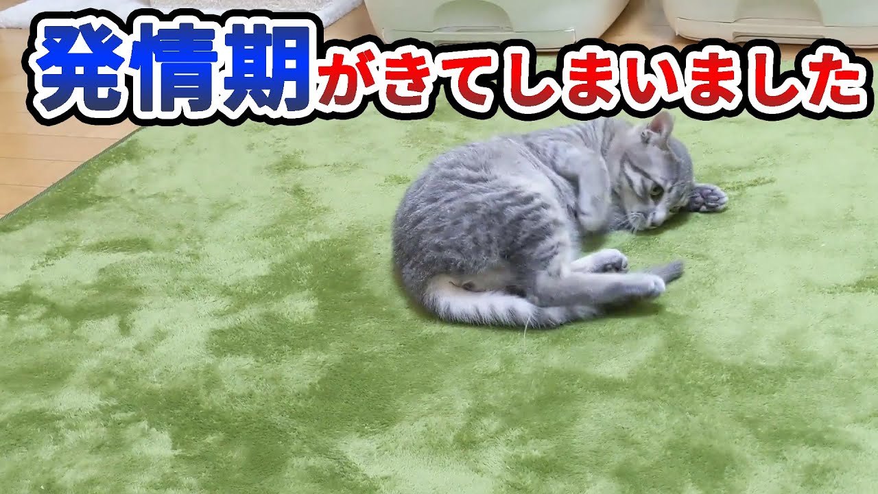 5ヶ月の子猫に初めての発情期が…。 A five-month kitten is in her first estrus