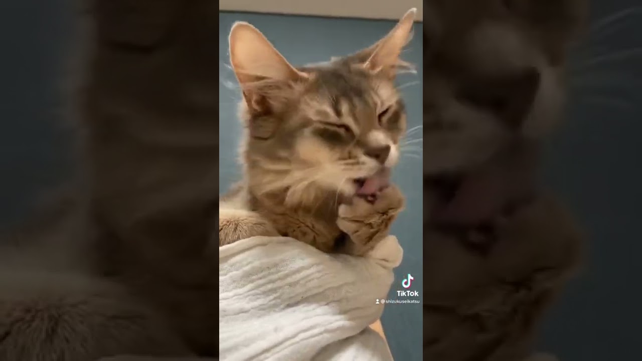 御手手、はむはむ、ペロペロ。#cat #猫 #somali #ソマリ