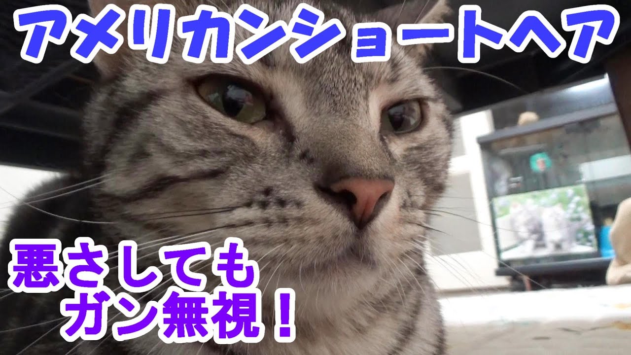 悪さしてもガン無視　（アメリカンショートヘア）