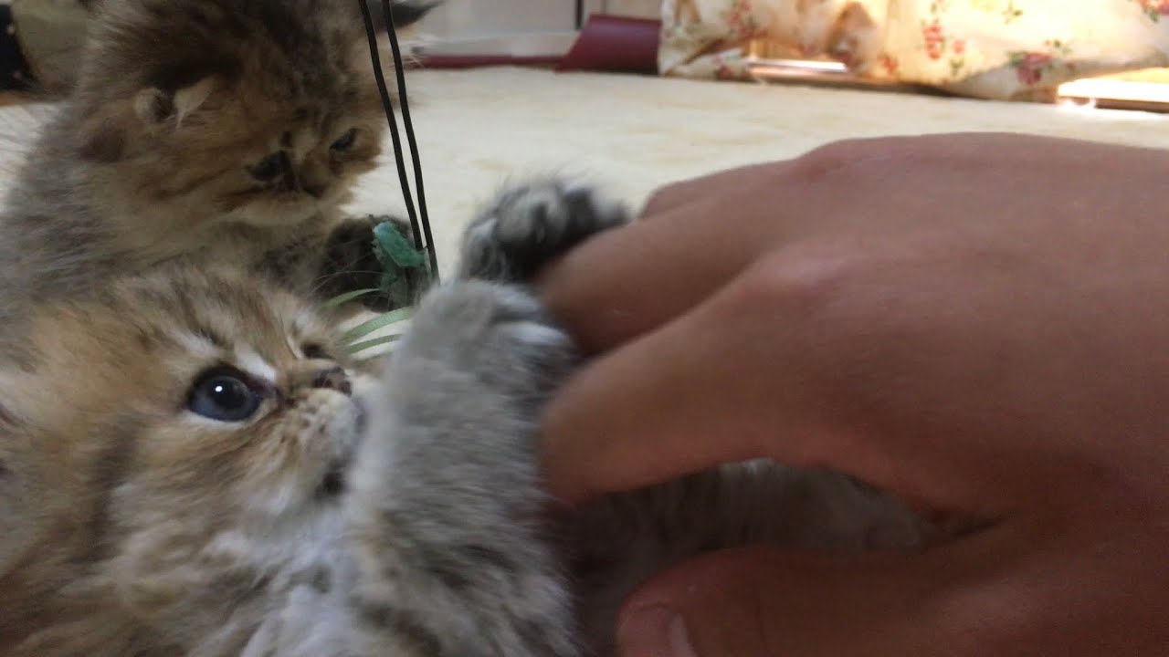 【チンチラゴールデン】ペルシャ猫の子猫たち (トラとミィー)