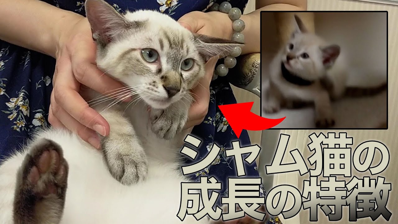 シャム猫が成長したら…！生後4ヶ月と生後1.5ヶ月を比較してみます｜猫嫁@077