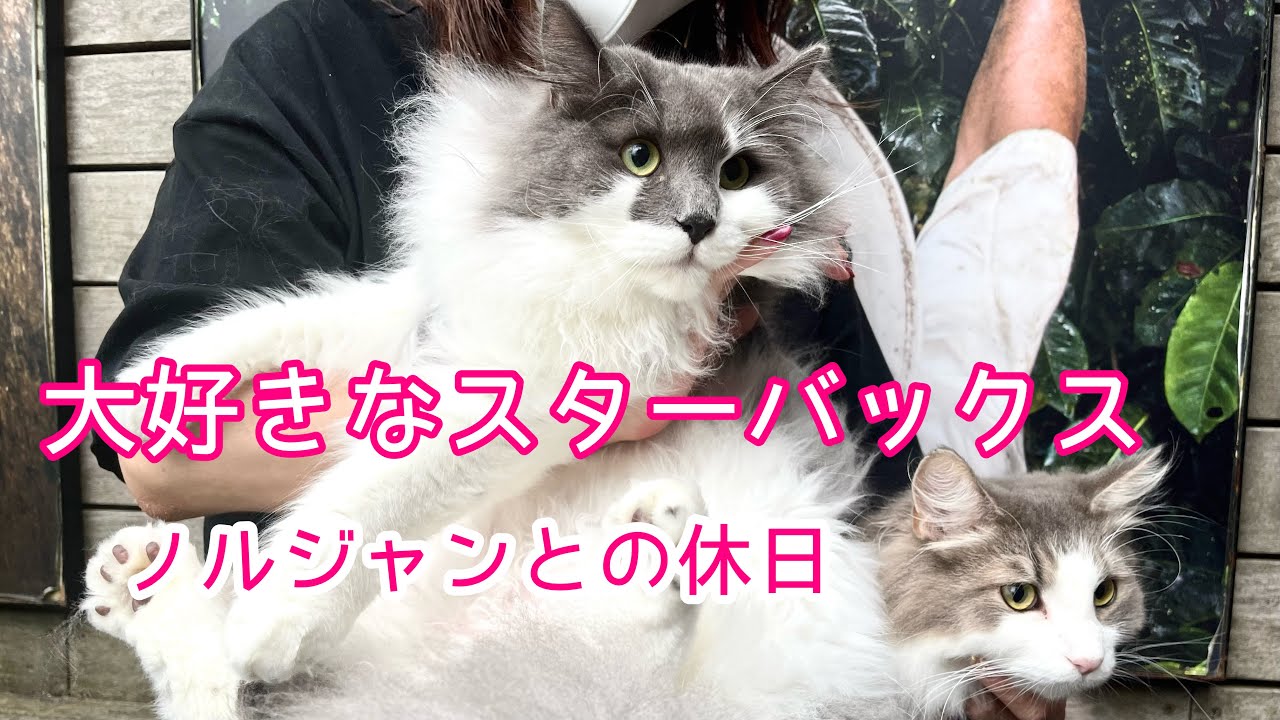 ノルウェージャンフォレストキャットとの大切な休日♡スターバックスで