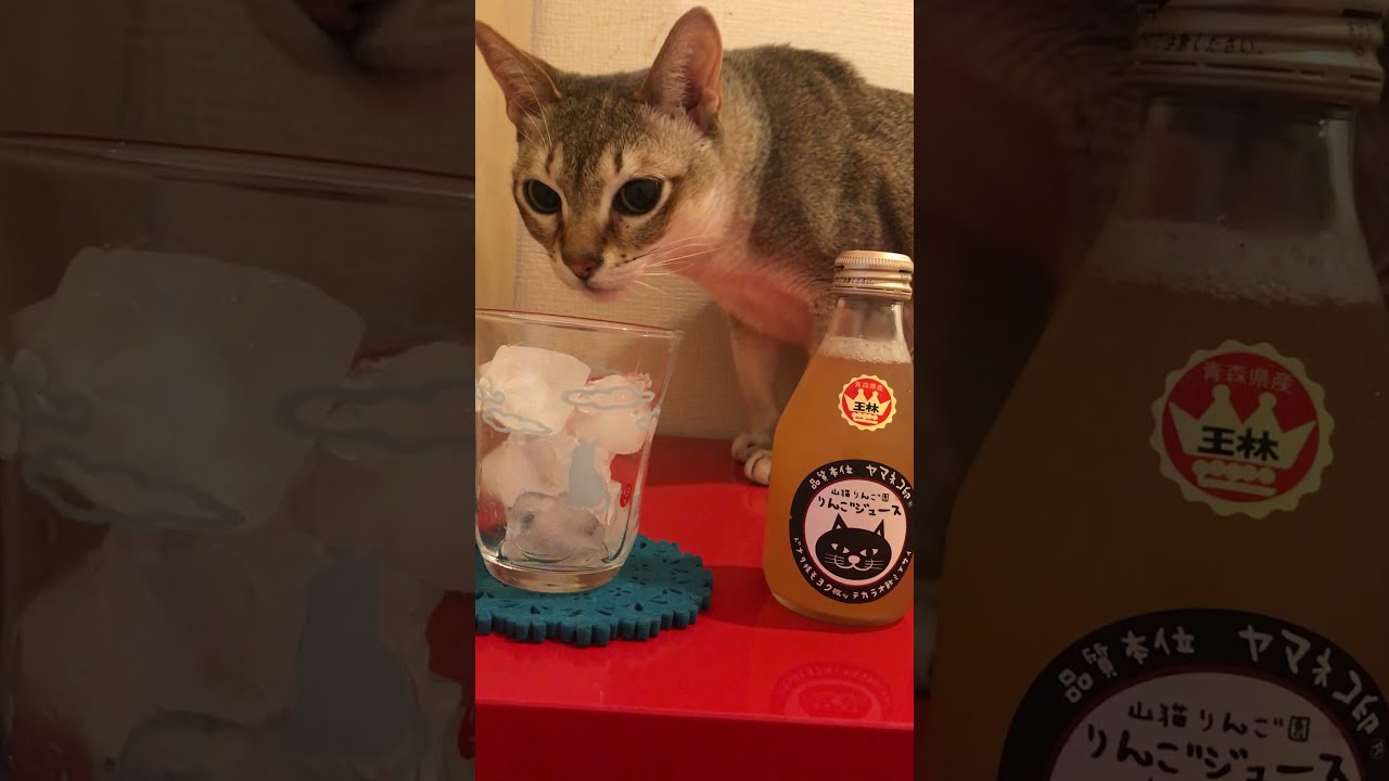 お鼻ピクピクのシンガプーラなのにゃ♪