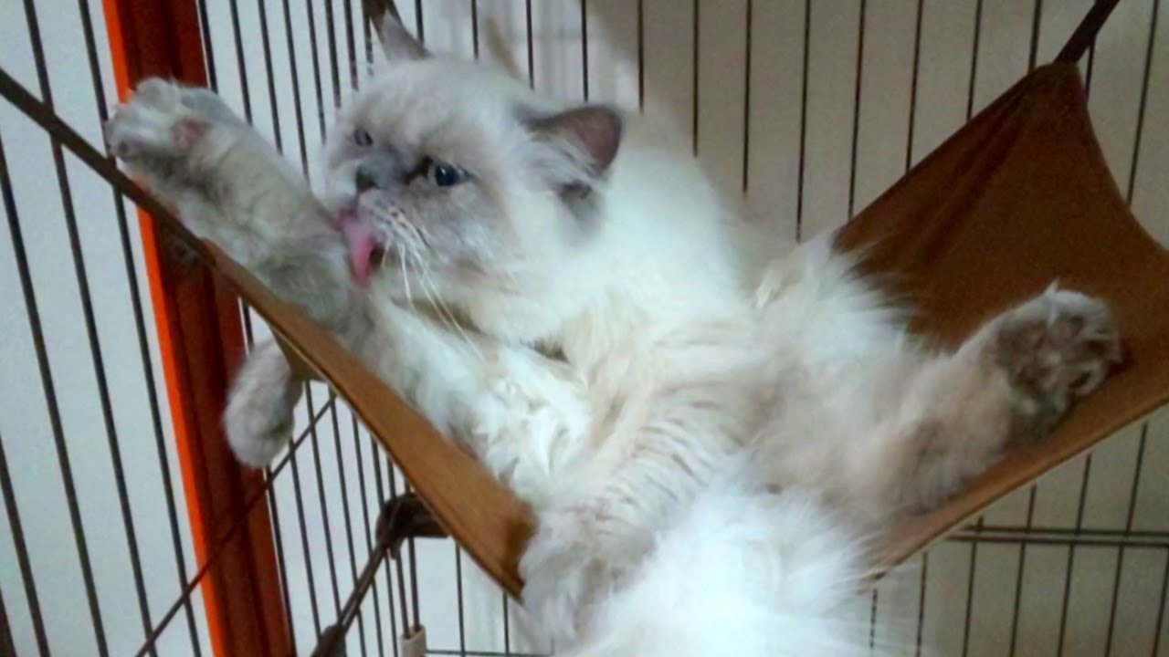 大股開きで毛づくろいをする猫です【ヒマラヤン猫】
