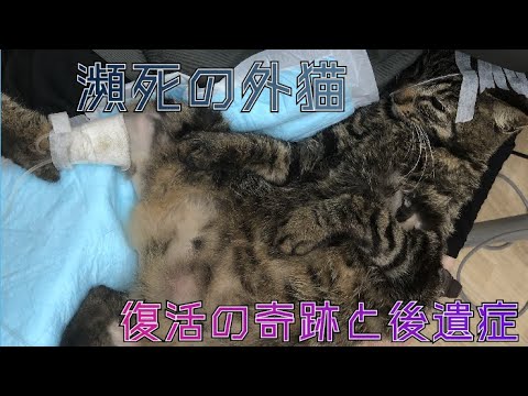 心停止状態から復活した保護猫シャム子ちゃん