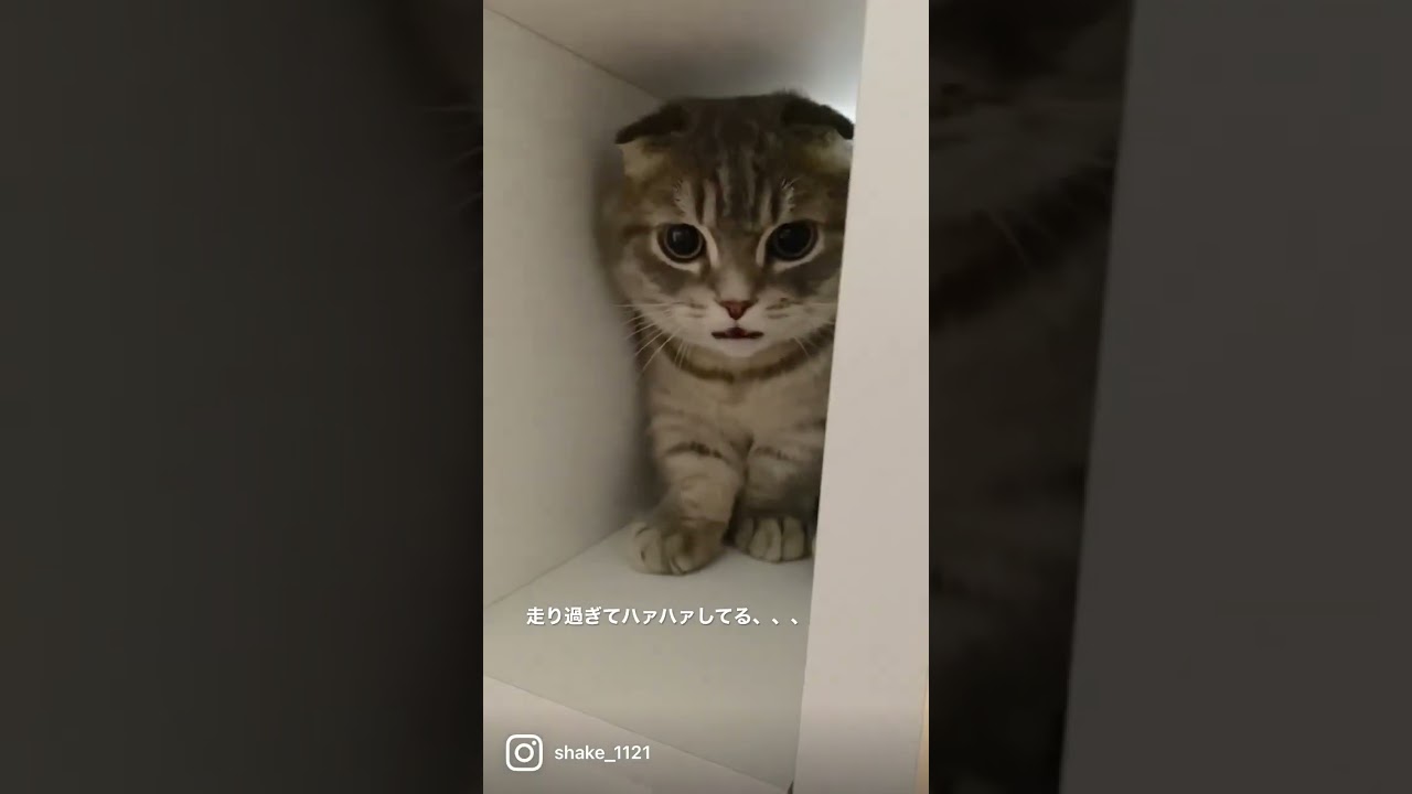 走り過ぎてつかれた猫がこちら   #マンチカン #短足マンチカン #Shorts